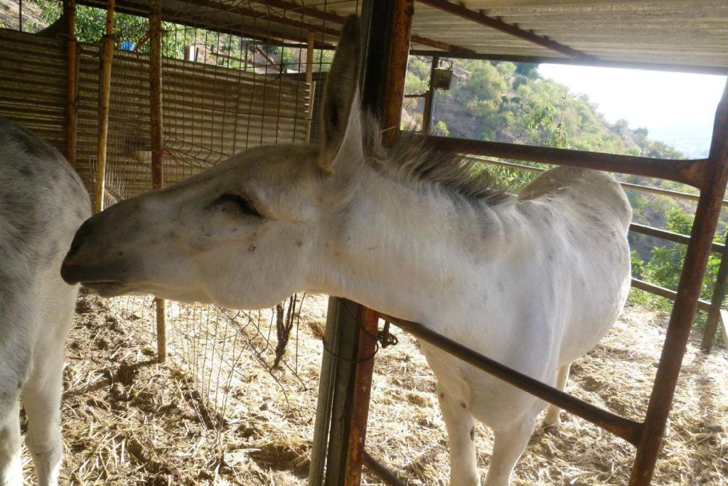 Finca Los Burros Tolatán Eksteriør bilde